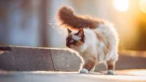 První značky zbavené koček: jak odhalit